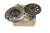 DSC_0008 (1).png